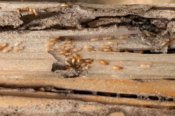 Best Wildlife Control Services  in Singac, NJ
